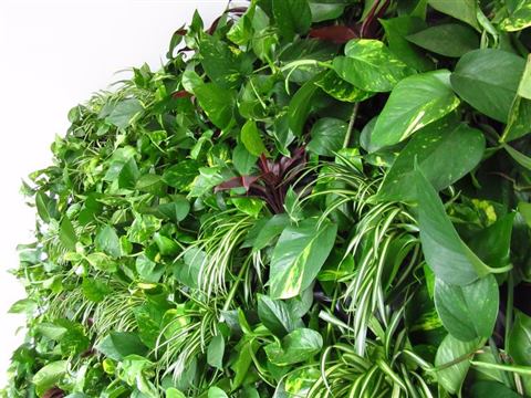 Grădină verticală cu plante naturale – Iancu Nicolae, foto 18 din 26